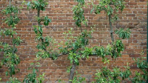 Brick wall with plant. Stock Photos