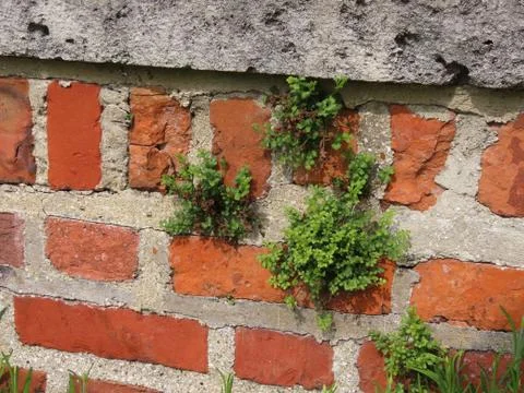 Brick wall with plants Stock Photos