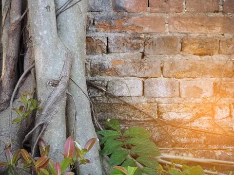 Brick wall with Roots of tree with sunlight effect Stock Photos
