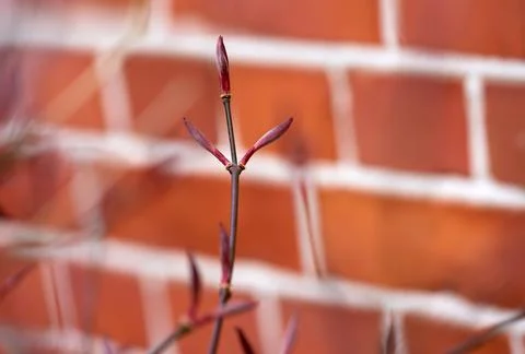 Brick wall, texture and stone architecture in city for building, concrete and Fotos de archivo