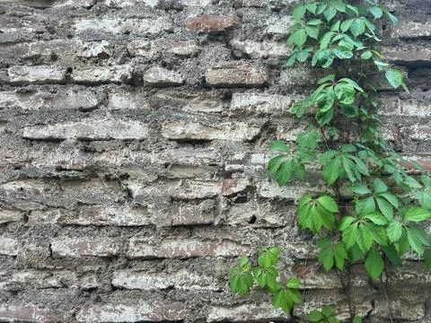 Brick wall texture Stock Photos