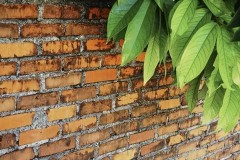 Brick wall texture Stock Photos