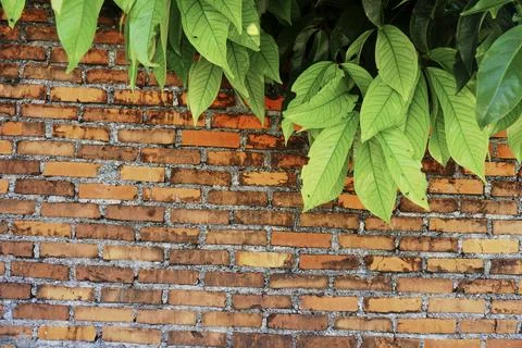 Brick wall texture Stock Photos