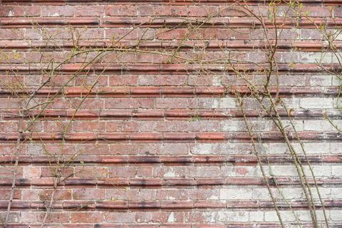 Brick wall texture of the surface of an old brick wall which has been weather Stock Photos