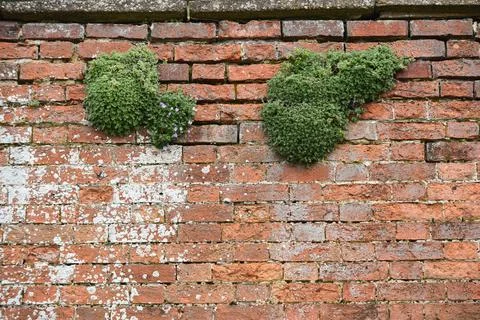 Brick wall texture of the surface of an old brick wall which has been weather Stock Photos