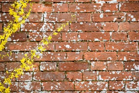 Brick wall texture of the surface of an old brick wall which has been weather Stock Photos