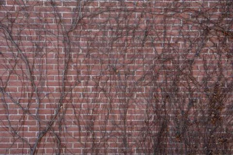 Brick Wall with Vines Stock Photos
