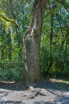Bricked oak Stock Photos
