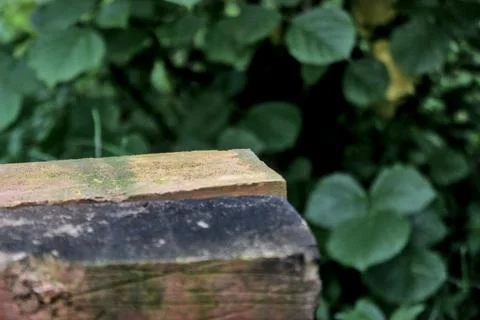 Bricks and trees Stock Photos