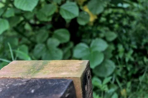 Bricks and trees Stock Photos