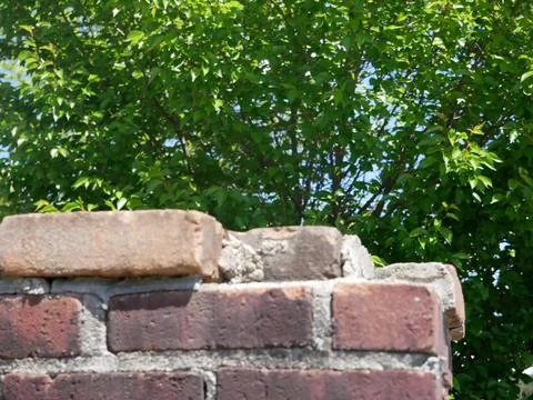 Bricks in Forefront of Beautiful Green Tree 4k Stock Photos