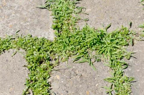 Bricks with Grass Texture Stock Photos