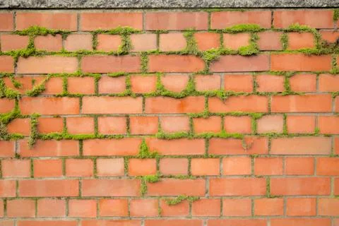 Bricks with moss Foto stock