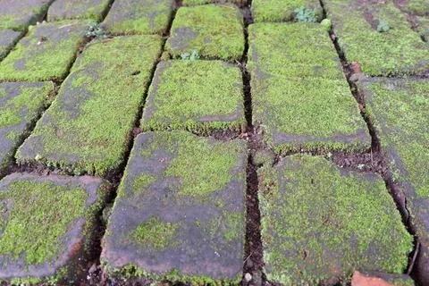 Bricks overgrown with moss bricks texture Stock Photos