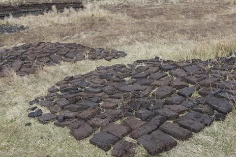 Bricks of Peat laid out on the ground so they can dry Foto stock