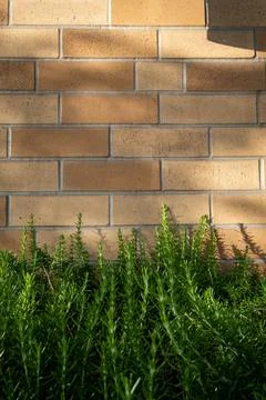 Bricks wall with grass Stock Photos