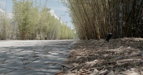 A bricks's road with bamboo by the both sides Stock Footage 92187646