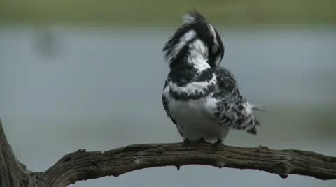 Brid cleaning - HD Stock Footage 22341279