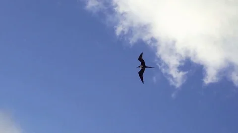 Brid Flying in Slow Motion Video stock 71588181