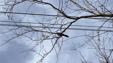 Brid Sitting on Bare Tree Branch Stock Footage 325045794