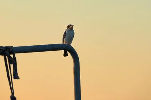 A brid in twilight Stock Photos