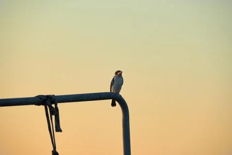 A brid in twilight Stock Photos