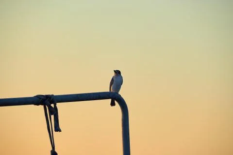 A brid in twilight Stock Photos