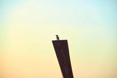 A brid in twilight Stock Photos