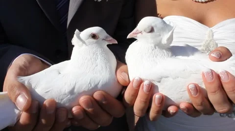 Bridal With Doves Stock Footage 8601282