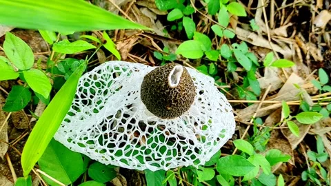 The bridal veil mushroom Stock Footage 285619158