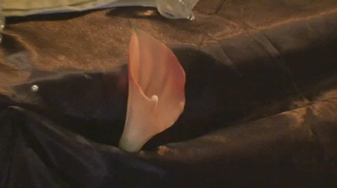 BridalTable07 Stock Footage 548832