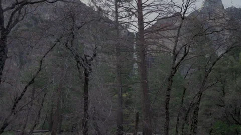 Bridalveil Fall seen through bare oak forest in Yosemite Video stock 347987917