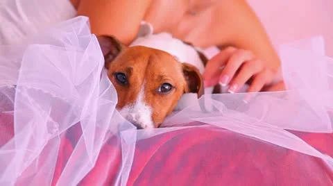 Bride and dog Stock Footage 11022922