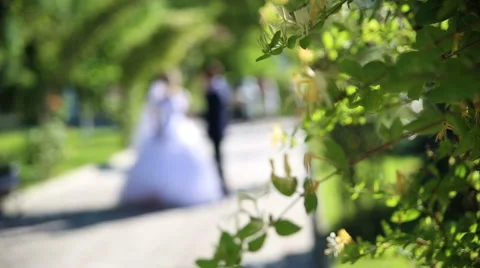 Bride and groom on the path in the park Stock Footage 67104936