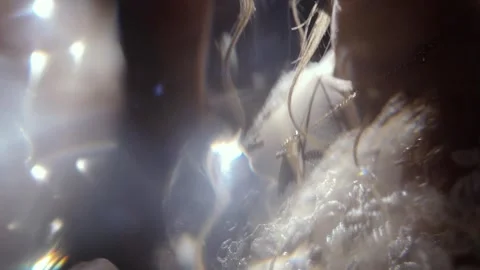 The bride and groom put wedding rings on each other's fingers, close-up of the Stock Footage 270953579
