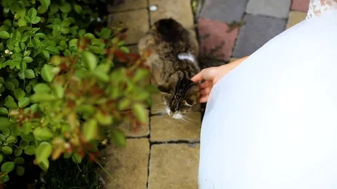 Bride and groom stroking a cat Stock Footage 73702167