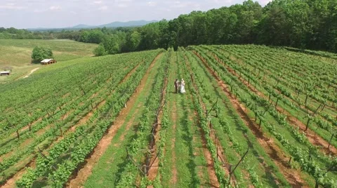 Bride and groom walking through vineyard Stock Footage 50723519