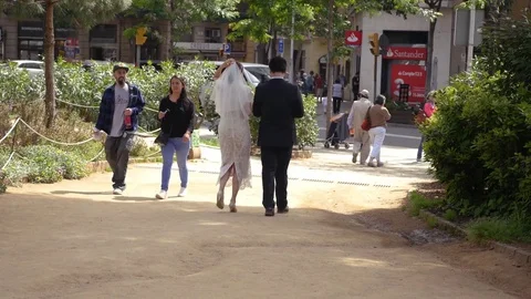 Bride and Groom walking through park Stock Footage 75699774