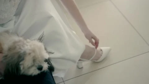 A bride and a puppy on the couch Видео 229470476