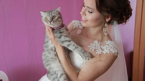 Bride and wedding gray cat kitten Video stock 71174945