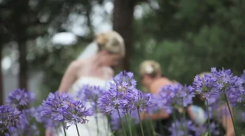 Bride Behind Flowers Video stock 3665374