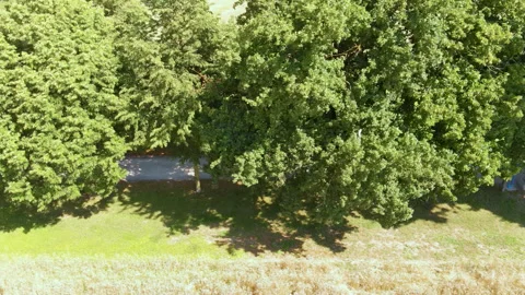 Bride in carriage under tree canopy Stock Footage 318217879