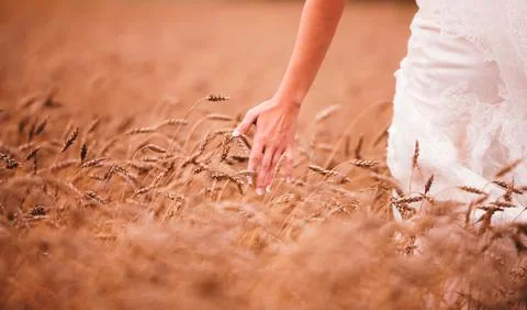 The bride in the field. Foto stock
