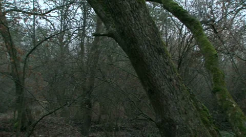 Bride Stock Footage 4281748