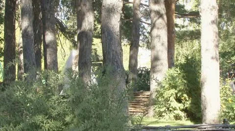 Bride Stock Footage 8984451