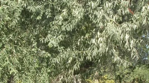 Bride Stock Footage 8984485