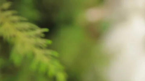 The bride gently holds her hand over green bushes Stock Footage 73425627