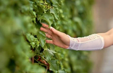 Bride is a hand through the bush Stock Photos