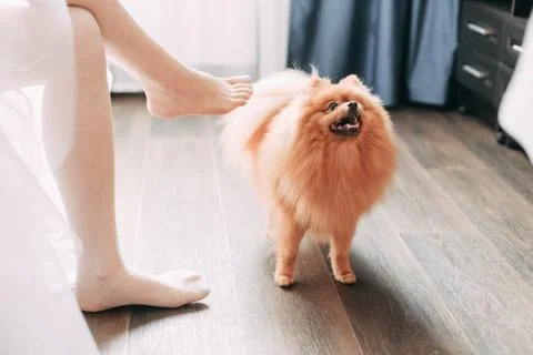 Bride with her dog Stock Photos