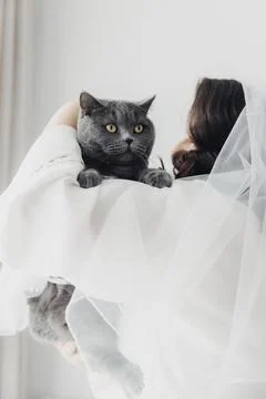 Bride holds a gray cat, both looking serene 스톡 사진